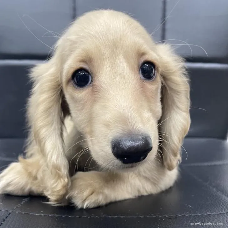 ID：2212-04316の子犬