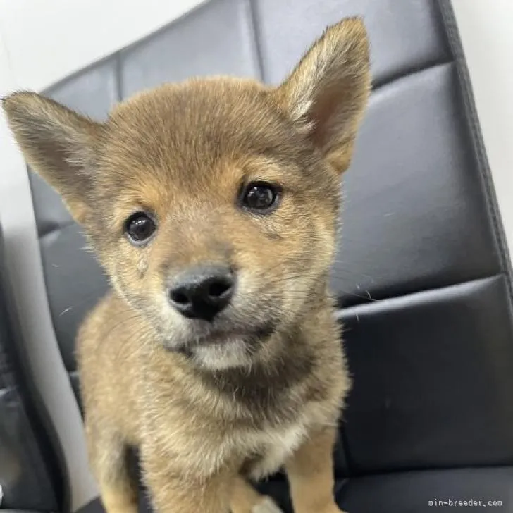 ID:2211-02401の子犬