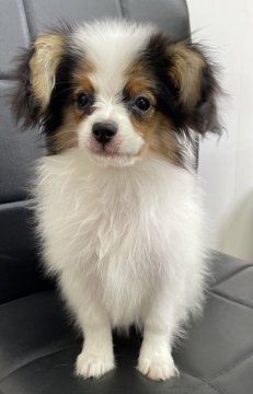 ミックス(ポメラニアン×パピヨン)【千葉県・男の子・2021年12月7日・トライカラー】の写真「🌟可愛い男の子🌟」