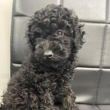 トイプードル(トイ)【千葉県・男の子・2022年7月10日・ブラック】の写真「✨人懐っこく甘えん坊の可愛い男の子✨」