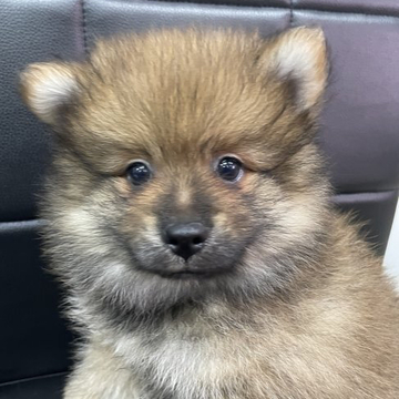 ポメラニアン【千葉県・男の子・2022年4月26日・オレンジ】の写真「✨人懐っこいく可愛い男の子✨」