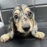 ミニチュアダックスフンド(ロング)【千葉県・女の子・2022年7月16日・シルバーダップル】の写真1