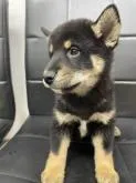 柴犬(標準サイズ)【千葉県・男の子・2022年9月23日・黒】の写真3