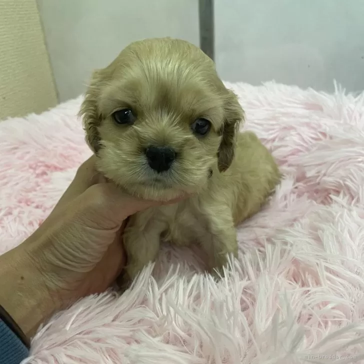 ID:2401-06903の子犬