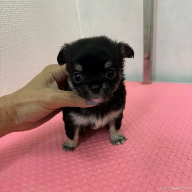 ID:2407-06099の子犬