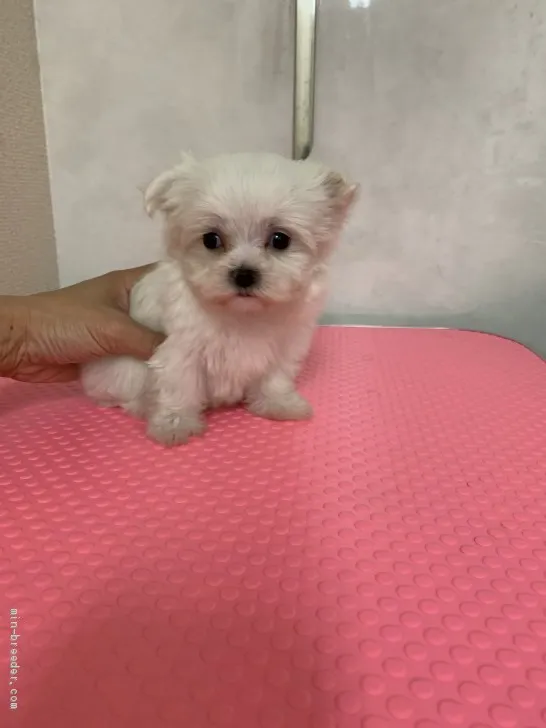 みっぽ 様のお迎えした子犬