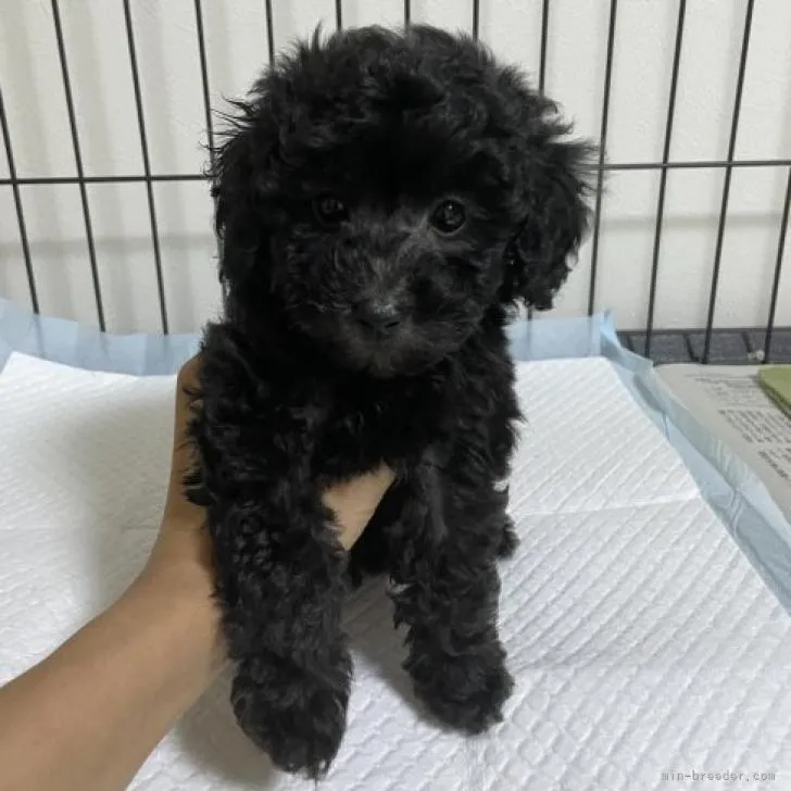 Mion 様のお迎えした子犬