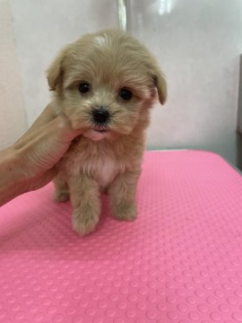 ミックス(プードル×マルチーズ)【大阪府・女の子・2021年5月22日・アプリコット】の写真「お目目クリクリの可愛い女の子♡」