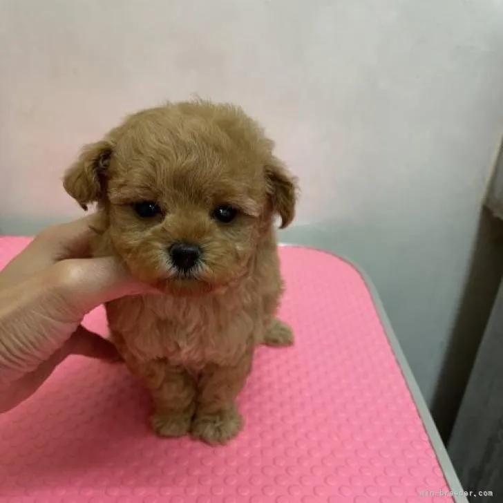 T.I 様のお迎えした子犬