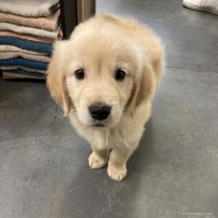 ゴールデンレトリバー 大阪府 男の子 22年4月15日 ゴールド 両親praクリア みんなのブリーダー 子犬id 25 038