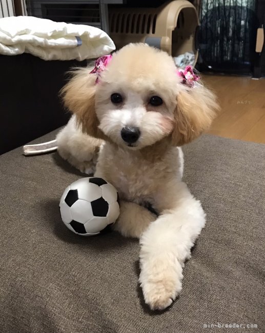 川嶋由香里ブリーダーのブログ：みんな大切に育てて頂いてます🥰