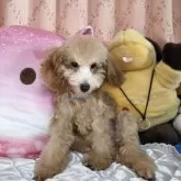 トイプードル(トイ)【京都府・男の子・2025年5月31日・アプリコット】の写真12