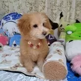 トイプードル(トイ)【京都府・女の子・2024年10月27日・アプリコット】の写真13