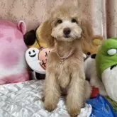 トイプードル(トイ)【京都府・女の子・2025年5月31日・アプリコット】の写真13