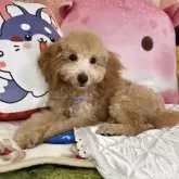 トイプードル(トイ)【京都府・男の子・2025年5月31日・アプリコット】の写真13