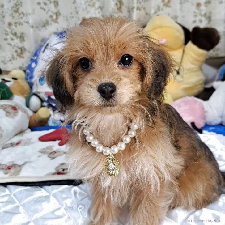 いずみ 様のお迎えした子犬