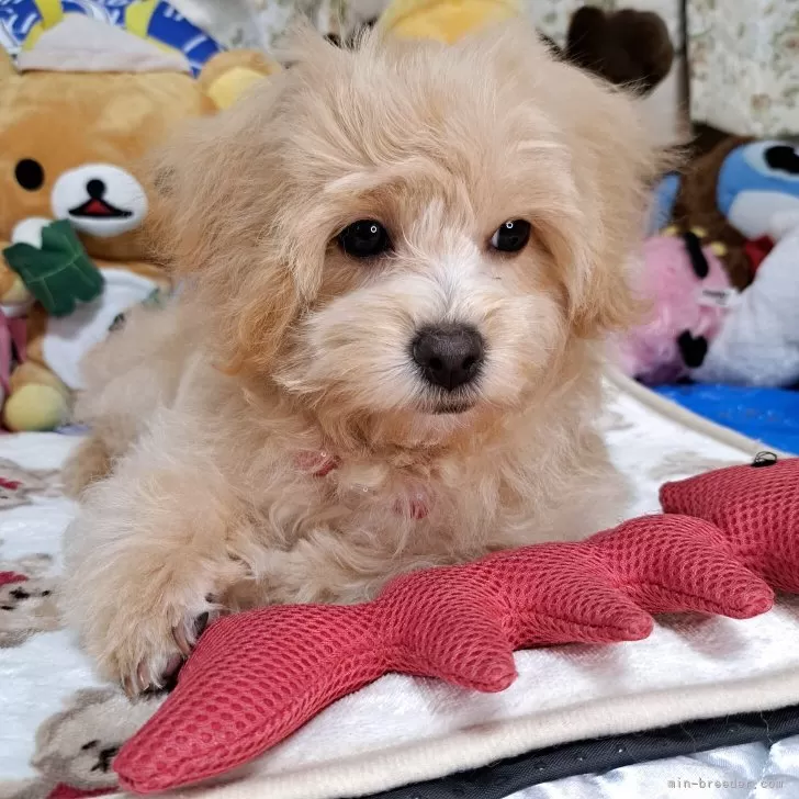 ID：2502-05480の子犬