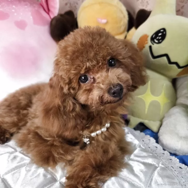 ID：2505-03697の子犬