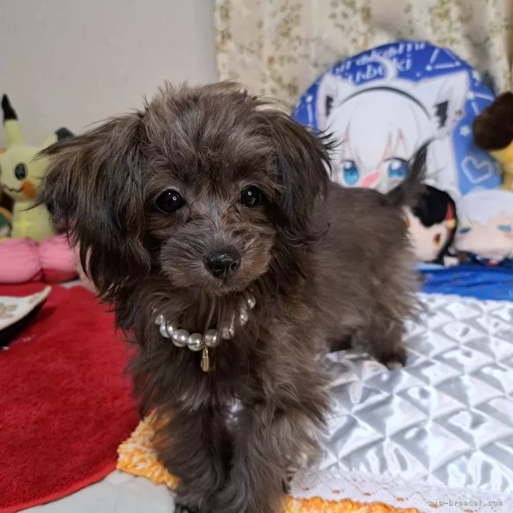 K.M 様のお迎えした子犬