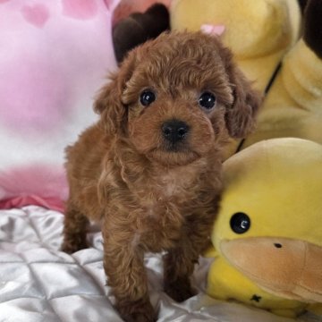 タイニープードル【京都府・男の子・2025年10月3日・レッド】の写真「小さなお顔の男の子」