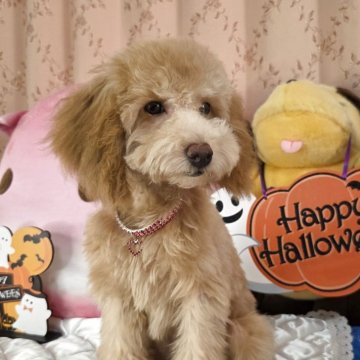 トイプードル(トイ)【京都府・女の子・2025年5月31日・アプリコット】の写真「活発な三女」