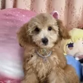 トイプードル(トイ)