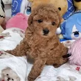 タイニープードル