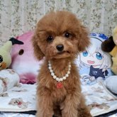 トイプードル(タイニー)