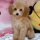 タイニープードル