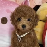 タイニープードル