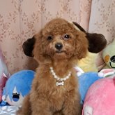 トイプードル(タイニー)