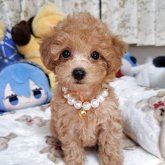トイプードル(タイニー)