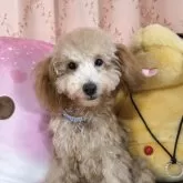 トイプードル(トイ)【京都府・男の子・2025年5月31日・アプリコット】の写真1「一番がっしりとした体格な男の子ご飯もたくさん食べてくれます」