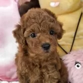 タイニープードル