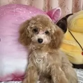 タイニープードル