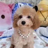 タイニープードル