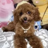 タイニープードル
