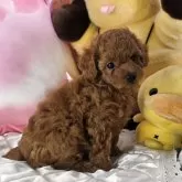 タイニープードル【京都府・男の子・2025年10月3日・レッド】の写真2「活発な男の子」