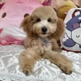 トイプードル(トイ)【京都府・男の子・2025年5月31日・アプリコット】の写真2「ママのホワイトカラーがお顔に少し出てます」