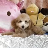 トイプードル(トイ)【京都府・男の子・2025年5月31日・アプリコット】の写真3