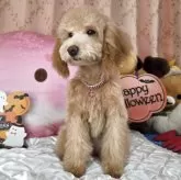 トイプードル(トイ)【京都府・女の子・2025年5月31日・アプリコット】の写真3「お転婆な末っ子」