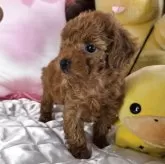 タイニープードル【京都府・男の子・2025年10月3日・レッド】の写真5