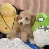 トイプードル(トイ)【京都府・男の子・2025年5月31日・アプリコット】の写真6