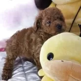 タイニープードル【京都府・男の子・2025年10月3日・レッド】の写真6