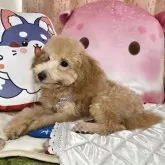 トイプードル(トイ)【京都府・男の子・2025年5月31日・アプリコット】の写真7「いたずらっ子です」