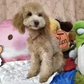 トイプードル(トイ)【京都府・女の子・2025年5月31日・アプリコット】の写真8