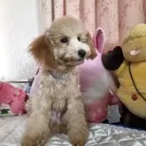 トイプードル(トイ)【京都府・男の子・2025年5月31日・アプリコット】の写真9