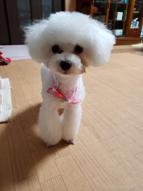 トイプードル【・女の子・2020年6月18日・ホワイト】