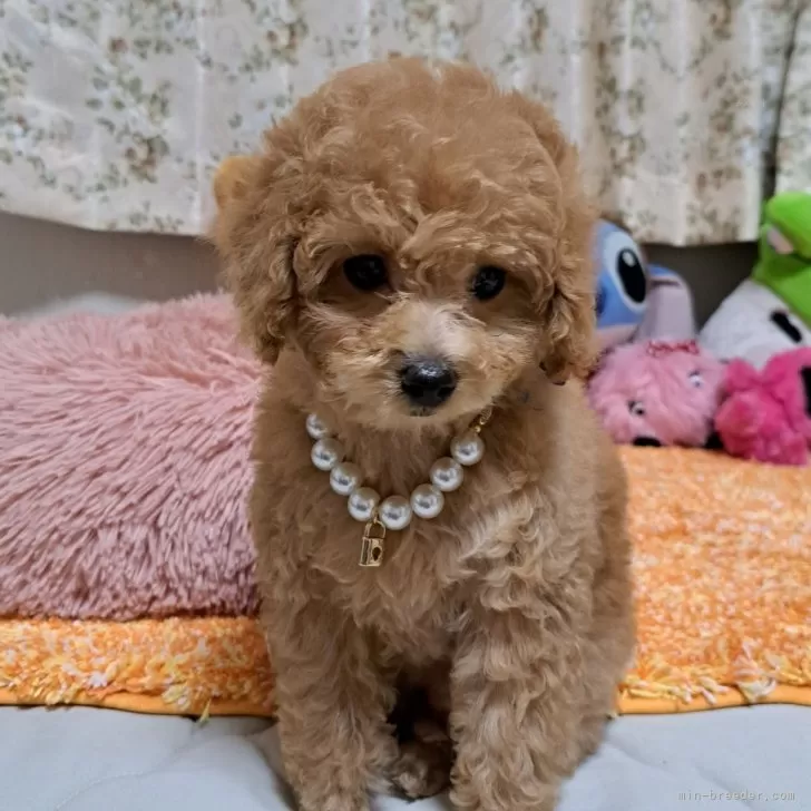 ID:2311-06839の子犬