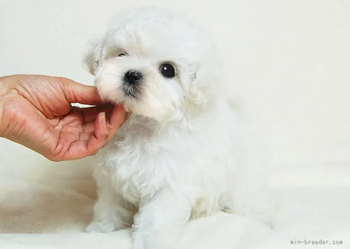 ID：1601-00393の子犬